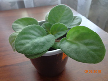 Vampire`s Kiss �������