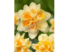 ��� �������.jpg