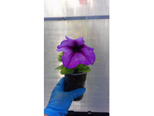 �������� ���� �������