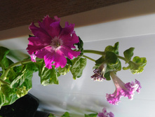 IMG 20180503 062535.jpg