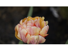 ������� ���� ��������