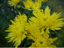 ���������� ��������� �������� ��������