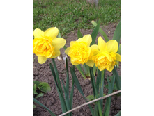 Dick Wilden ��� �������