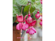 ������ Nettala