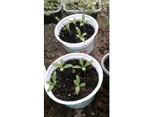 ����� ���������