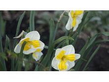 ������� ���������