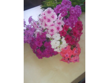 IMG 20170820 104645.jpg