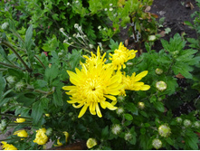 ���������� ��������� �������� ��������