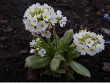 0-02-04-92669f79890a8cb5da6539550b198cd3d35726fea8f4f9b1ee707ae1aeeb5578 full.jpg