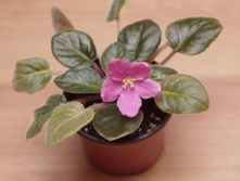 ��������� 50�