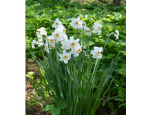 ������� �����������