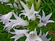 ����������� ������������� 'Alba'