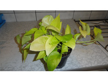 ���������� ������ ����� Epipremnum golden pothos- 350 ���.