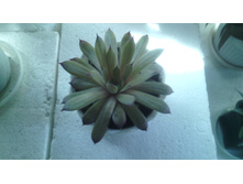 IMG 20141224 190848.jpg