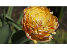 ������� ���� ��������