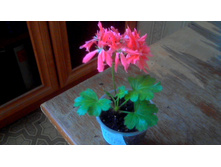 ���������� Bronze Butterfly