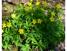 ���������-�����