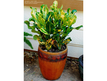 ������ Codiaeum variegatum 'Curly Boy'- 250 ���.