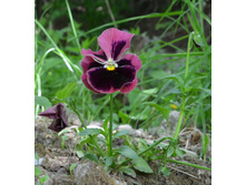 ����� ����������