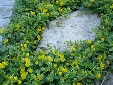 ��������� ����������