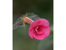 �������� Femme Fatale