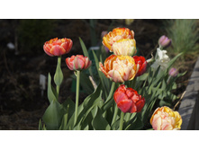 ������� ���� ��������