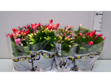 �����������  ���� - 250-300 ���.