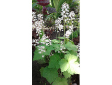 �������� ������������� (�ϣ ����)