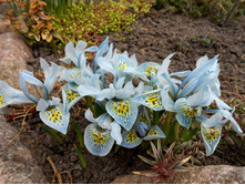 ��� �@�@ ������������. (���� ����������)30 �. - ��������.