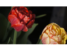 ������� ���� ��������