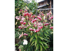 IMG 20180221 141710 228.jpg