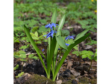 �������� (������)