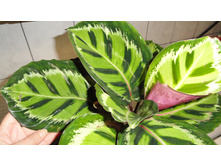 ������� ���� ������