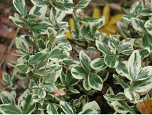 ��������� (�����)