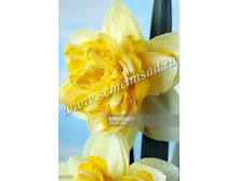 ����� ���.jpg