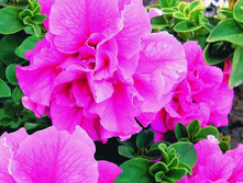 ���� ������ ����. 50 �