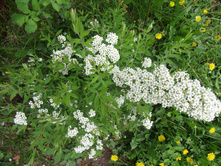 ������ ����� "���������" IMG 0098.JPG