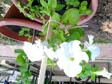 IMG 20180505 174103.jpg