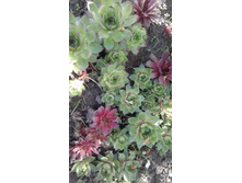 �������� (�ϣ ����)