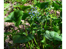 �������� �������������