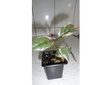 ��������������� ��������- 150 - 180 ���.