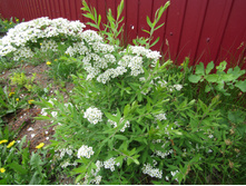 ������ ����� "���������" IMG 0096.JPG