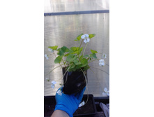 �������� �����������, �������� ����