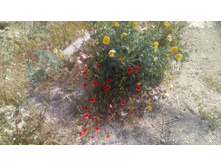 IMG 20180507 155921.jpg