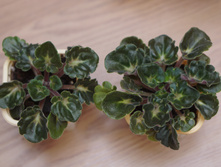 �������� �� 80� Ma's Melody Girl