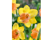 ����� ���.jpg