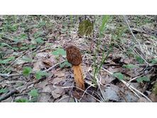 IMG 20180509 143353.jpg