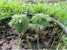 ���� �����������.JPG