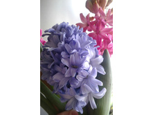 ������� (�ϣ ����)