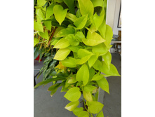 ���������� ������ ����� Epipremnum golden pothos- ������ �������� �������� ...